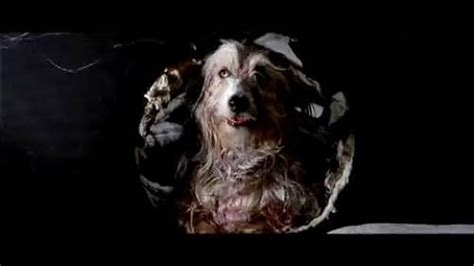 A boy and his dog imdb. Classic Drama Movie: A Boy and His Dog - A young man and his telepathic dog wander through a post-apocalyptic wasteland.A Boy and His Dog (1975)Director: L.Q... 