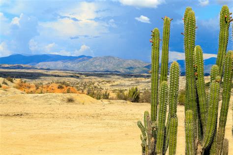 A cactus in the dry desert is dug up by a scientist and she realizes ...