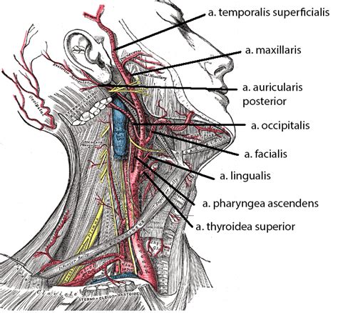 A carotis externa.  (1903) Le type normal et les variations de l'A.  The fa...