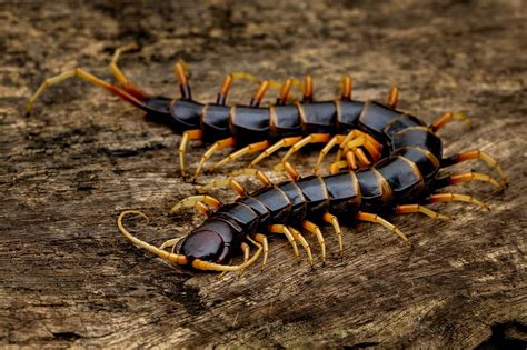 A centipede in a