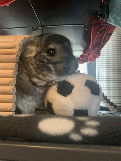 A chin in heaven : r/chinchilla - Reddit