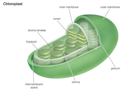 A chloroplast. Chloroplasts in plants and algae produce food and absorb carbon dioxide through the photosynthesis process that creates carbohydrates, such as sugars and starch. The active components of the chloroplast are the thylakoids, which contain chlorophyll, and the stroma, where carbon fixation takes place. 