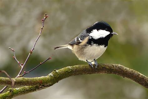 A coal tit in my garden was placing food I had provided on the ...