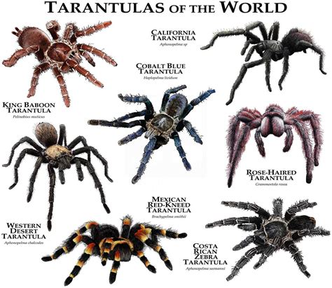 A color guide to tarantulas of the world. - Skulestellet i vefsn fram til 1900..