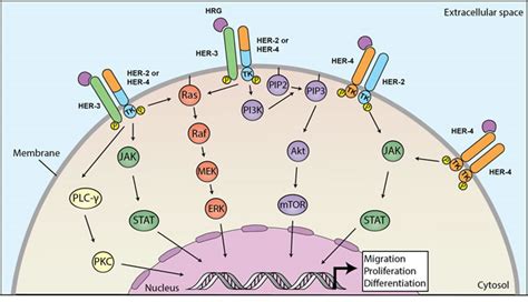 A comprehensive review of heregulins, HER3, and HER4 as …