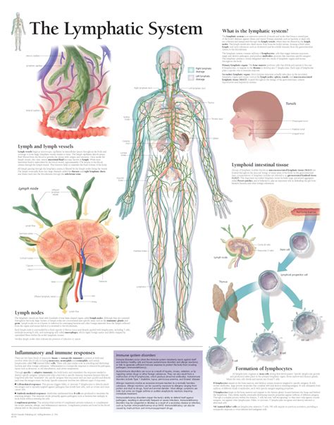 A computer model of the lymphatic system pdf