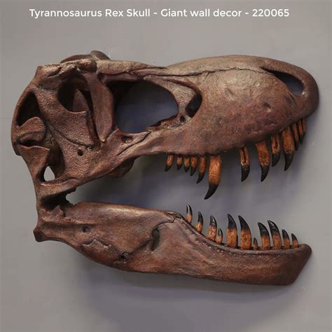 A croc for Michael next to a healed T Rex skull from a while back