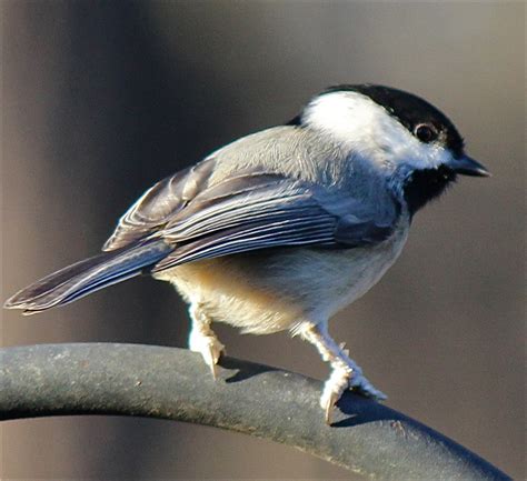 A cute little Carolina Chickadee gives me the look! Canon …