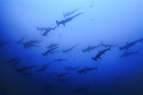 A daring dive into the wild blue off Costa Rica - SFGATE