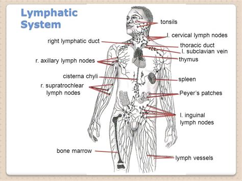 The lymph glands are small bean shaped structures, also called lymph nodes. There are lymph nodes in many parts of the body including: under your arms, in your armpits in each groin (at the top of your legs) in your neck in your tummy (abdomen), pelvis and chest You may be able to feel some of them, such as the lymph nodes in your neck. The lymph …