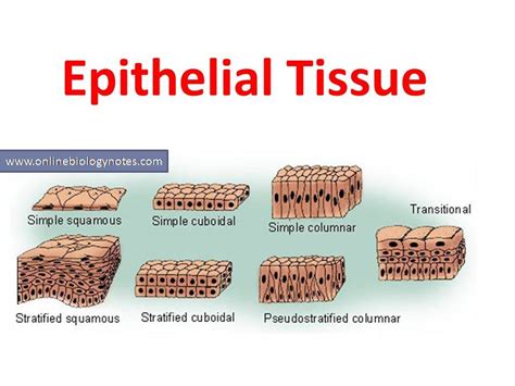 A disease on Epithelial cells