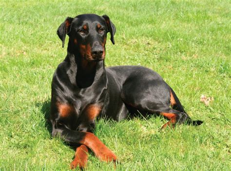 A dog owners guide to the doberman. - Free owners manual champion bass boat.