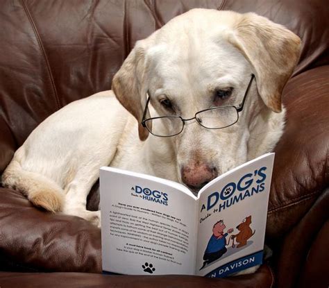 A dog s guide to humans. - The asperger social guide how to relate to anyone in any social situation as an adult with asperger.