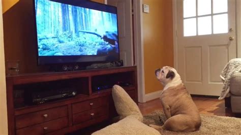 A dog tries to save Leonardo DiCaprio VideoMan