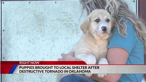 A dozen puppies taken to local shelter after destructive tornado in Oklahoma