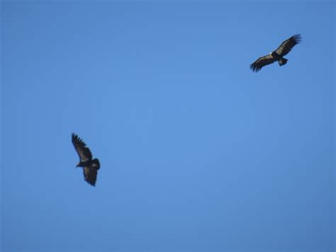 A dozen rare California condors explore Diablo Range