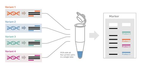 A duplex PCR method for pdf
