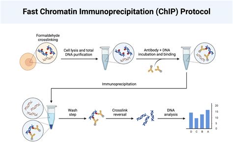 A fast, efficient chromatin immunoprecipitation …