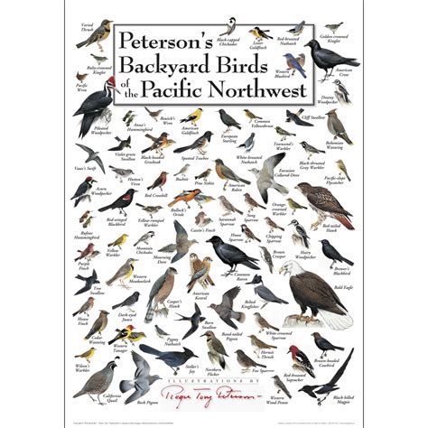 A field guide to birds of the pacific northwest. - Investigacion educativa como herramienta de formacion del profesorado.