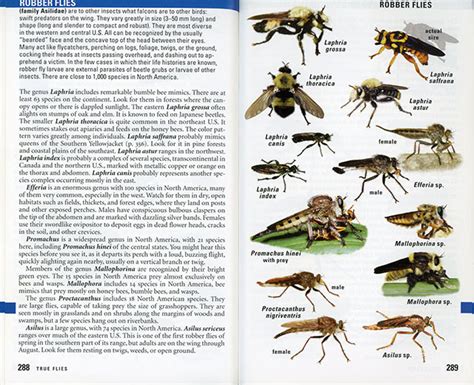 A field guide to the beetles of north america. - Suzuki 125 dirt bike drz manual.
