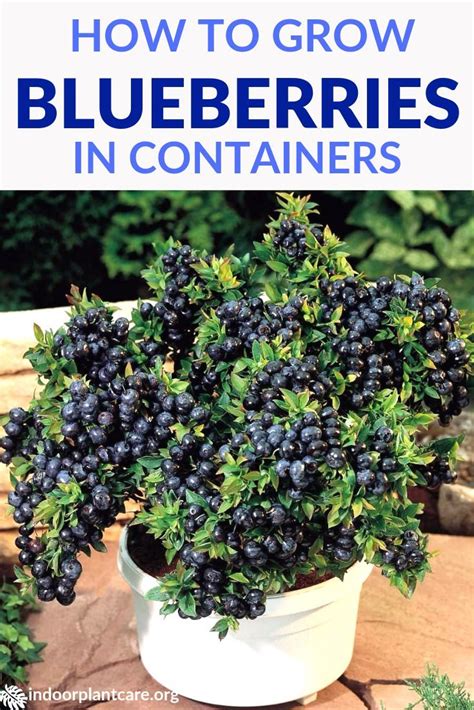 A gardener s guide to blueberries. - The bible story handbook a resource for teaching 175 stories from the bible.