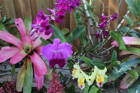 A gardener s guide to orchids and bromeliads. - Tecumseh vantage 35 engine parts manual.