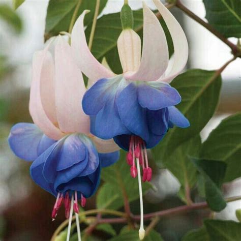 A gardeners guide to 500 fuchsias varieties for growing in hanging baskets and pots hardy fuchsias unusual. - Study guide food manager safety course suffolk county.