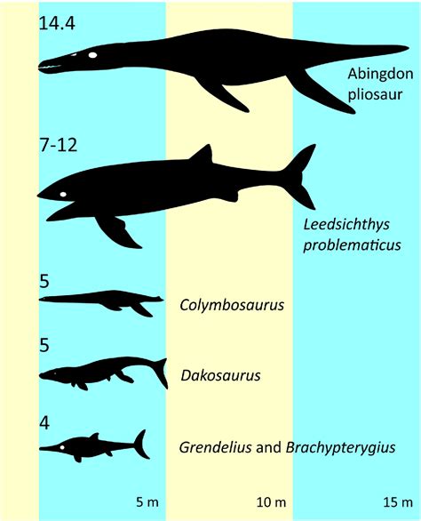 A gigantic nothosaur (Reptilia: Sauropterygia) from the Middle …