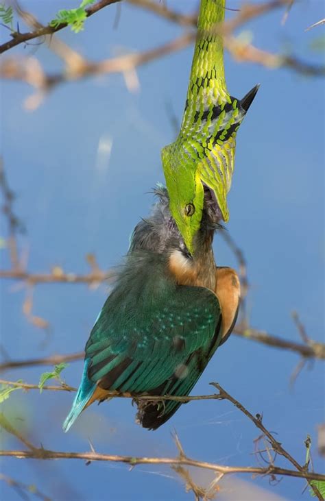 A green vine snake makes an unsuccessful attempt to swallow a …