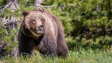 A grizzly bear attack leaves 2 people dead in western Canada. Park rangers kill the bear