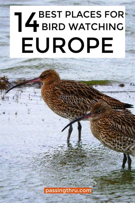 A guide to bird watching in europe. - Manual de soluciones de operación y gestión de la cadena de suministro.