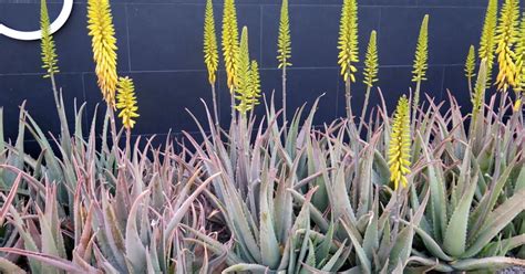 A guide to drought-friendly aloes – Hartford Courant