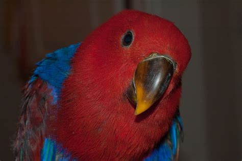 A guide to eclectus parrots as pet and aviary birds. - Ktea ii brief form scoring manual.