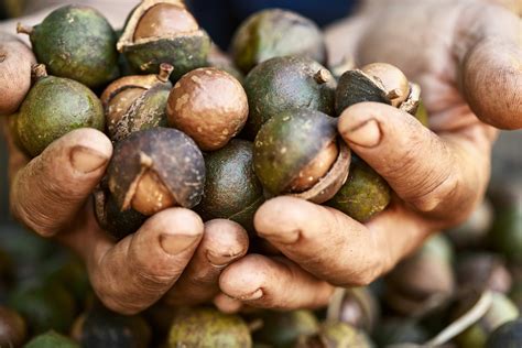 A guide to grow macadamia review and reference manual. - Ciudad encantada de la patagonia, la - la leyenda de los cesares.