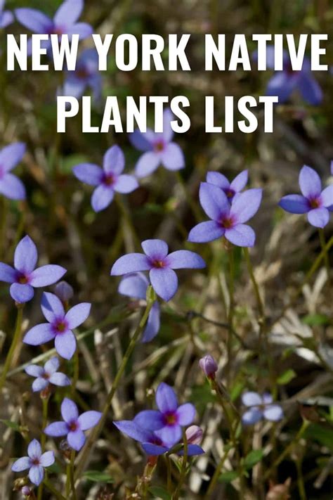 A guide to native plants of the new york city. - The service hot line handbook a compendium of highlights from the manufacturers service advisory council msac hot lines.
