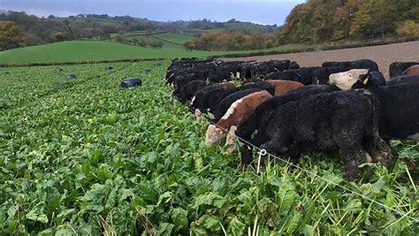 A guide to overwintering beef cattle on fodder beet