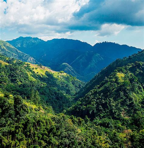 A guide to plants in the blue mountains of jamaica a guide to plants in the blue mountains of jamaica. - Guide to invest in property indonesian edition.