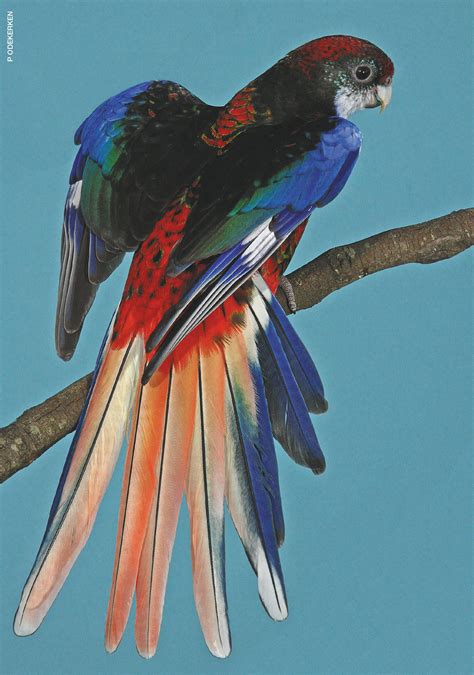 A guide to rosellas and their mutations guide to. - Hp officejet 7410 setup and network guide.