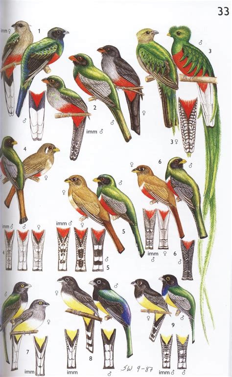 A guide to the birds of mexico and northern central america. - Obituaire du chapitre collégial saint-honoré de paris.