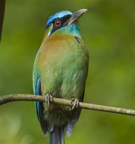 A guide to the birds of panama with costa rica. - The mobile frontier a guide for designing experiences rachel hinman.