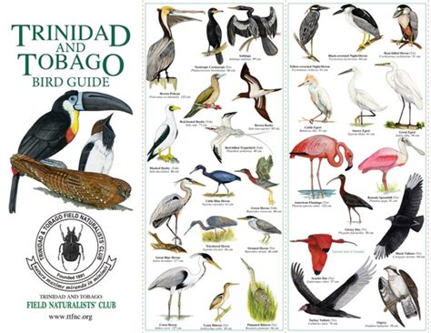 A guide to the birds of trinidad and tobago. - New holland br740a manual del operador.