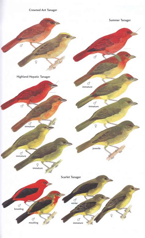 A guide to the birds of trinidad tobago. - Renault espace 2000 repair service manual.