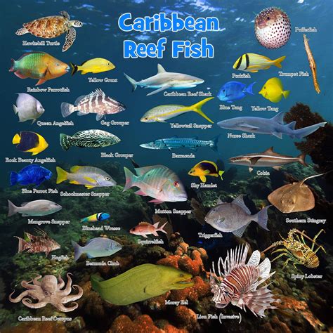 A guide to the coral reefs of the caribbean. - Case for christ for kids study guide.