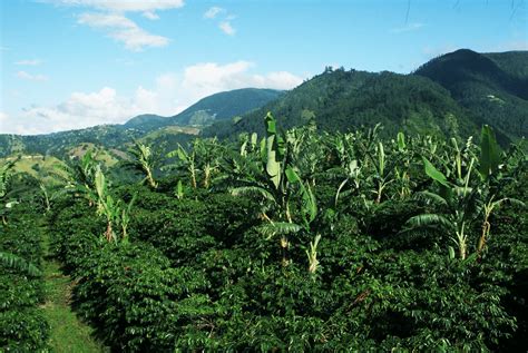 A guide to the plants of the blue mountains of jamaica. - She births a modern womans guidebook for an ancient rite of passage.