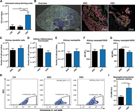 A high-salt diet compromises antibacterial neutrophil ... - Science