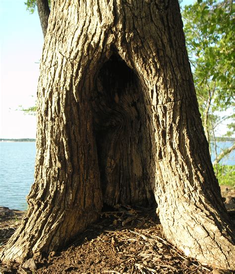 A hollow tree. Things To Know About A hollow tree. 
