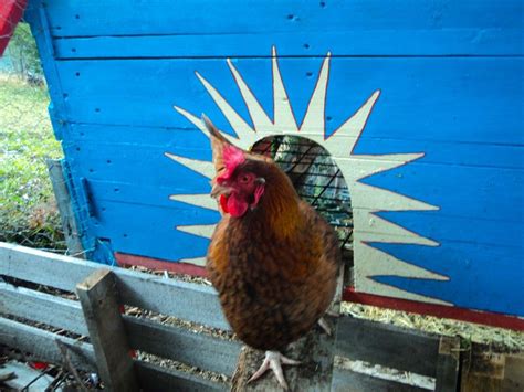 A home for chooks Good Life Permaculture