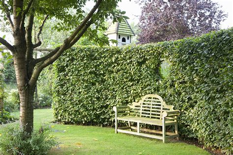 A hornbeam hedge sight screen – best planted in autumn - Gard…