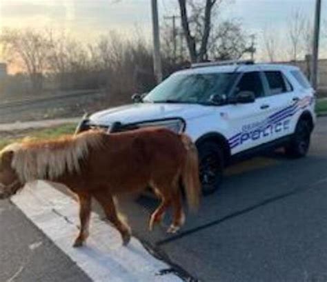 A horse, of course. Detroit police rescue lost horse Tuesday morning