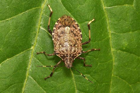 A huge wave of stink bugs is about to hit Hungary